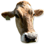 What My Steer Taught Me About Faith