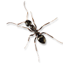 Which Civilization Is Better, Ant or Human?
