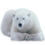 How To Tell a Boy Polar Bear From a Girl Polar Bear