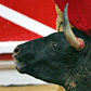 How It Feels To Get Gored by a Bull