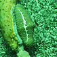My Close Encounters With Carnivorous Snails