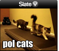 Slate V: Cats on a Treadmill. One’s Hillary. One’s Obama.