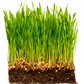 Green Lantern: Is Fake Grass Greener Than a Regular Lawn?
