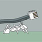 Do “Crazy Rasberry Ants” Really Eat Computers?