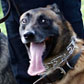 How Can a Dog Be a “Sworn Police Officer”?