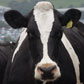 Is Soy Milk Better for the Planet Than Cow Milk?