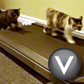 Cats on a Treadmill. One’s Hillary. One’s Obama.