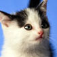 Bogus Trend of the Week: Straight Dudes With Cats