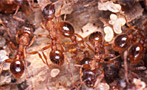 Which Civilization Is Better, Ant or Human?