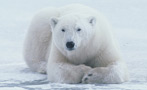 Why Is It So Hard To Tell Whether a Polar Bear Is a Boy or a Girl?