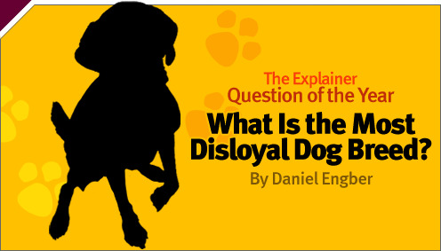 Explainer: What Is the Most Disloyal Dog Breed?