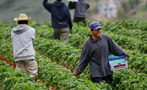 Why Big, Industrialized Farms Are Better for Workers Than Family Farms