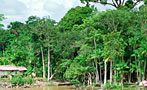 So Did We Save the Amazon Rain Forest or What?