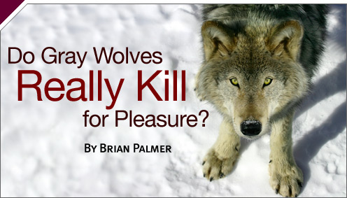 Explainer: Do Gray Wolves Really Kill for Pleasure?