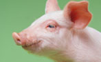 The European Countries That Think Swine Flu Is a Swiss Hoax
