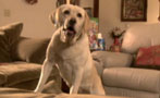 How To Make a Christmas Movie Even Schmaltzier: Add a Dog