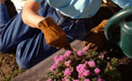Want To Start a Community Garden This Spring? Here's How.