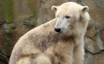 The Awesome Polar-Grizzly Hybrid: The Pizzly Bear