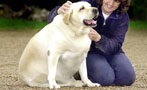 How To Tell if Your Pet Is Morbidly Obese