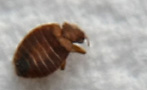 New York Will Solve the Bedbug Crisis by Speaking Very Sternly to the Bedbugs
