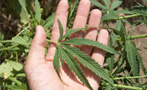 Are the Stoners Right? Is Hemp Really Better for the Planet?