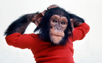 Don't Believe Hollywood: Chimps Will Never Have the Brain Power of Humans