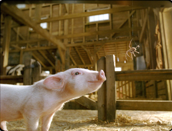 Wilbur looks forward to Charlotte's Web.