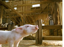 Charlotte's Web 