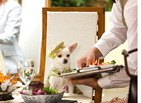 Beverly Hills Chihuahua. Click image to expand.