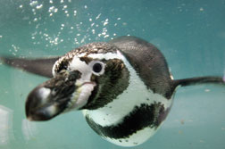 Humboldt penguin. Click image to expand.