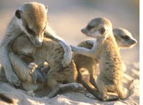 Meerkat Manor. Click image to expand.