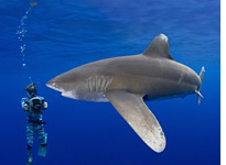 Shark Week. Click image to expand.