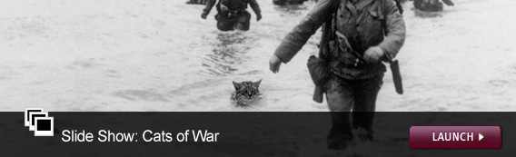 Cats of War