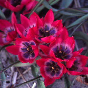 "Little Beauty" tulips might not break your heart.