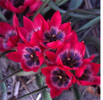 "Little Beauty" tulips might not break your heart
Click on image to enlarge.