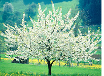 Cherry tree. Click image to expand.