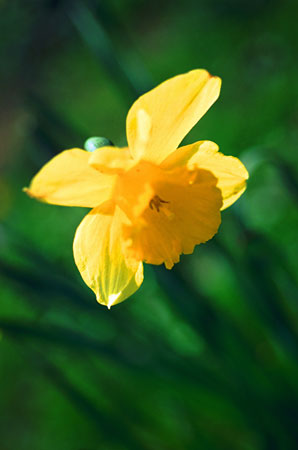 Daffodil.
