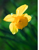 Daffodil. Click image to expand.