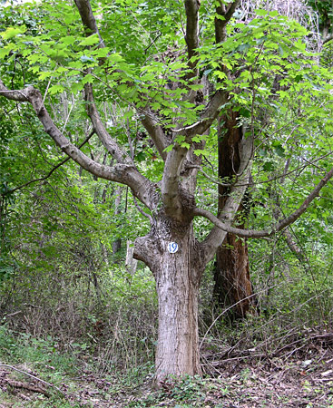 A sugar maple tree.