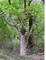 A sugar maple tree
Click image to expand.