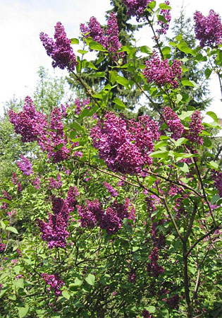A lilac.