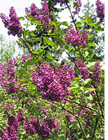 Lilac bush. Click image to expand.