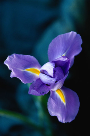 Iris flower.