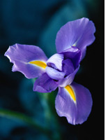 Iris. Click image to expand.