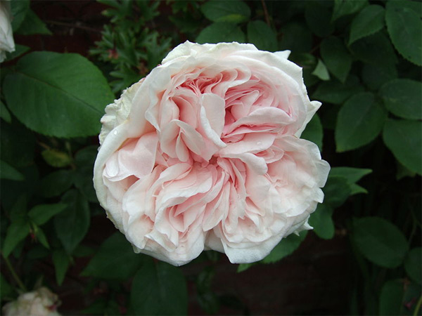 Rosa "Climbing Souvenir de la Malmaison."