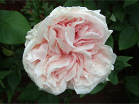Rosa "Climbing Souvenir de la Malmaison" 
Click image to expand.