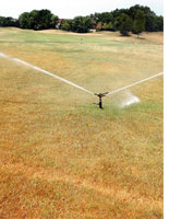 Parched grass. Click image to expand.