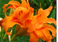 Day lily. Click image to expand.