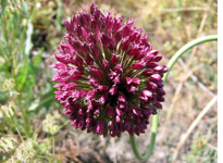 A Flowering Allium. Click image to expand.