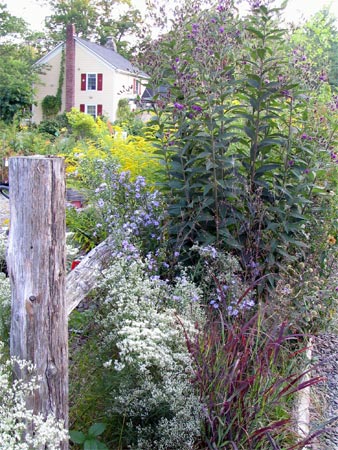 Plant pollinators depend on the late-summer goldenrod, ironweed, and aster in this habitat garden.